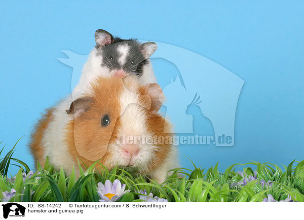 Hamster und Meerschwein / hamster and guinea pig / SS-14242