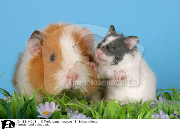 hamster and guinea pig / SS-14243