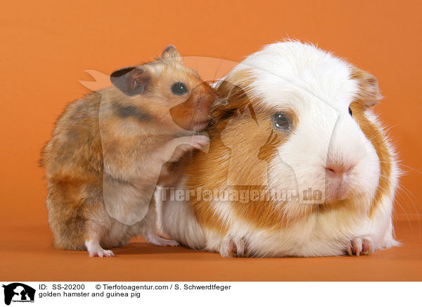 Goldhamster und Meerschwein / golden hamster and guinea pig / SS-20200