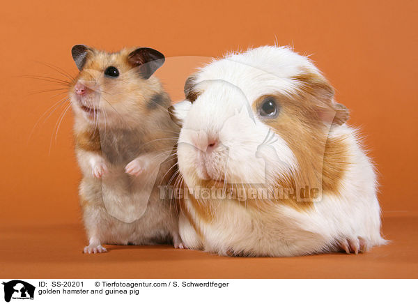 golden hamster and guinea pig / SS-20201