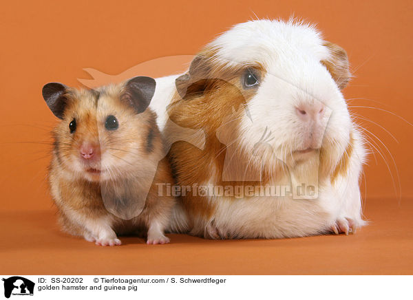 Goldhamster und Meerschwein / golden hamster and guinea pig / SS-20202