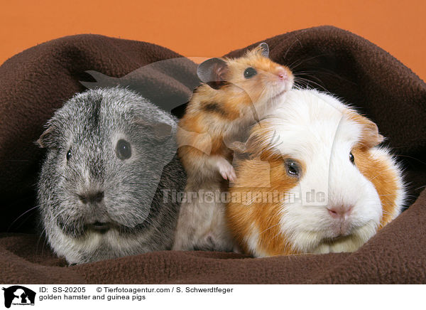 golden hamster and guinea pigs / SS-20205