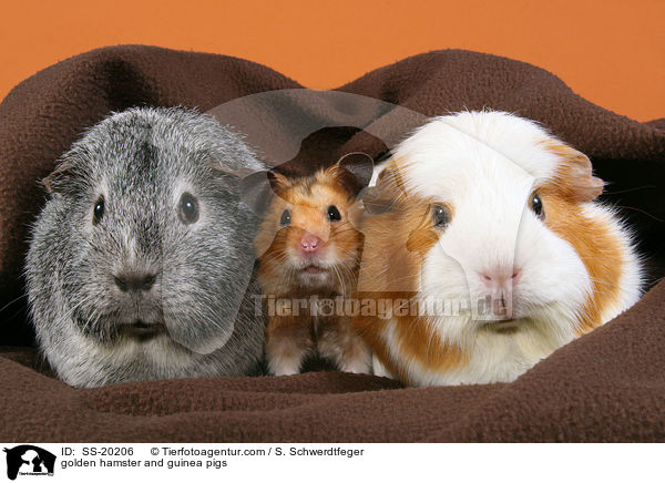golden hamster and guinea pigs / SS-20206