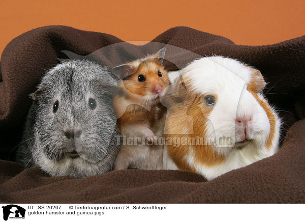 golden hamster and guinea pigs / SS-20207