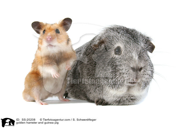 Goldhamster und Meerschwein / golden hamster and guinea pig / SS-20208