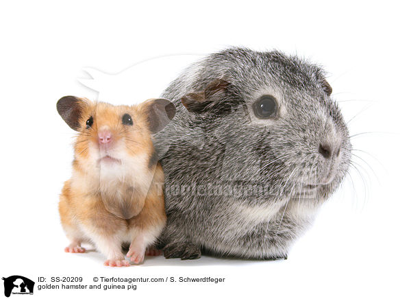 Goldhamster und Meerschwein / golden hamster and guinea pig / SS-20209