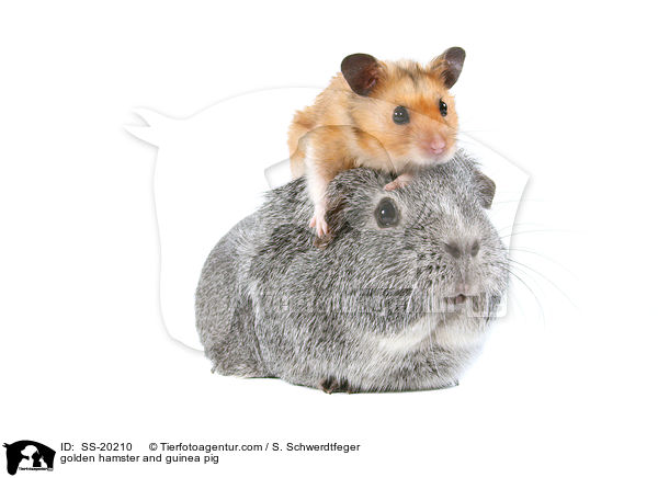 golden hamster and guinea pig / SS-20210