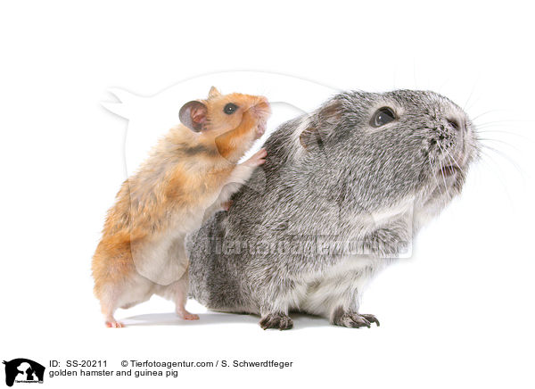 golden hamster and guinea pig / SS-20211