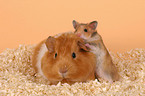 guinea pig and hamster