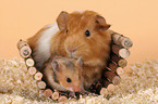 guinea pig and hamster