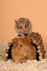 guinea pig and golden hamster