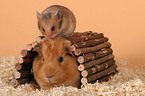 guinea pig and golden hamster