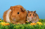 guinea pig and hamster