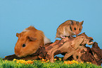 gguinea pig and golden hamster