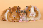 guinea pigs and golden hamster