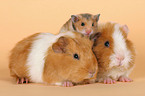 hamster and guinea pigs