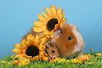 hamster and guinea pig