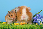 hamster and guinea pig