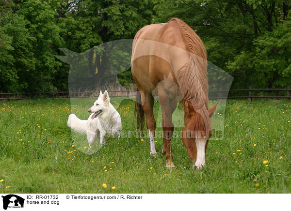horse and dog / RR-01732