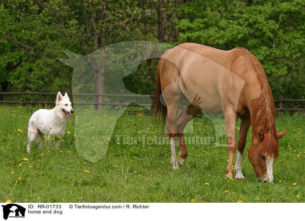 horse and dog / RR-01733