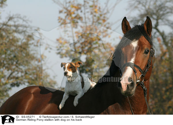 Deutscher Reitpony Hengst und Jack Russell Terrier / pony stallion with dog on his back / SS-05271