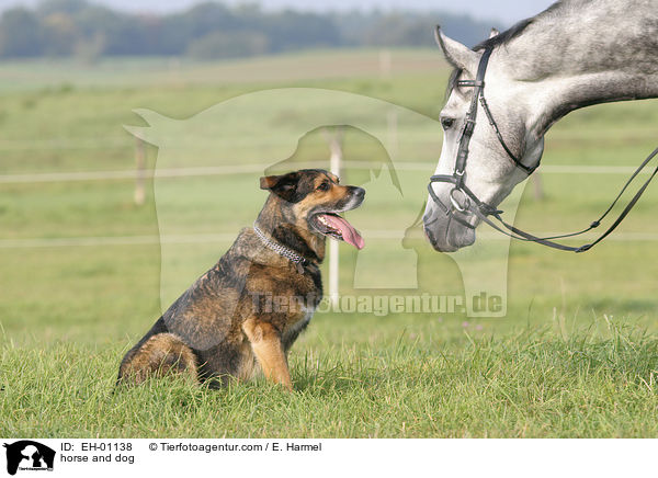 horse and dog / EH-01138