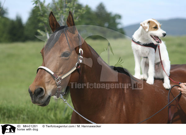 Pferd und Hund / horse with dog / MH-01261