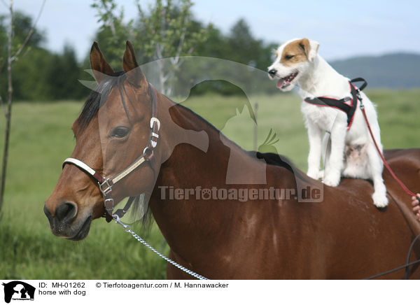 Pferd und Hund / horse with dog / MH-01262