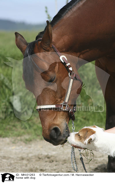 Pferd und Hund / horse with dog / MH-01263