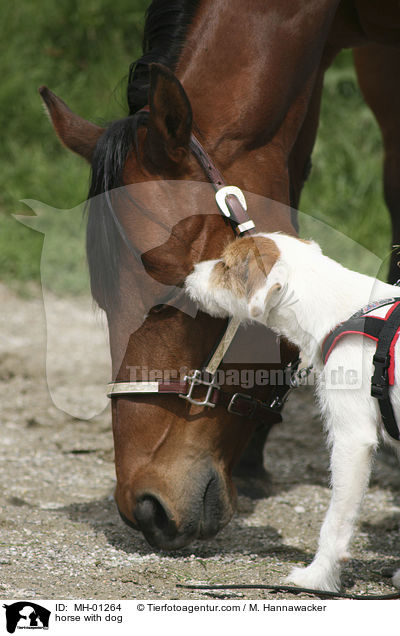 Pferd und Hund / horse with dog / MH-01264