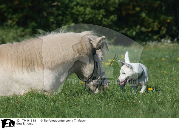 Pferd & Hund / dog & horse / TM-01318