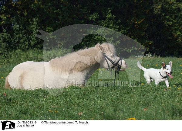 Pferd & Hund / dog & horse / TM-01319