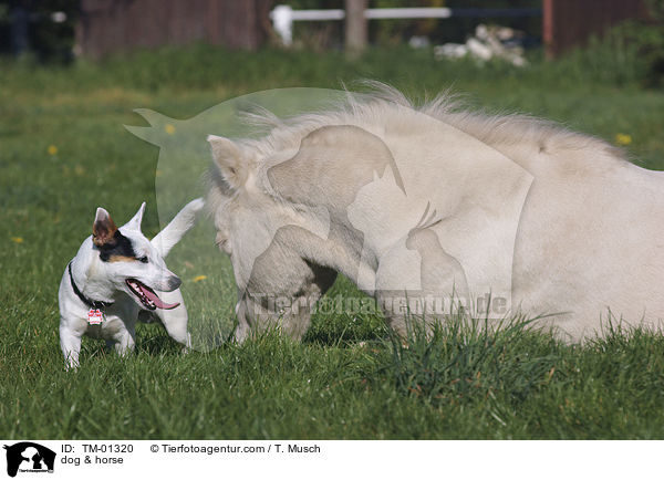 Pferd & Hund / dog & horse / TM-01320