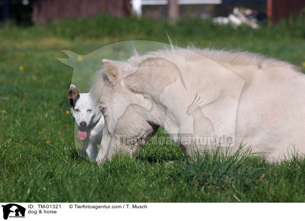 dog & horse / TM-01321
