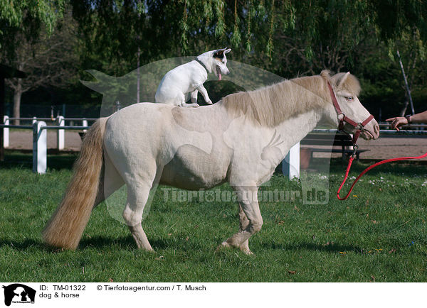 dog & horse / TM-01322