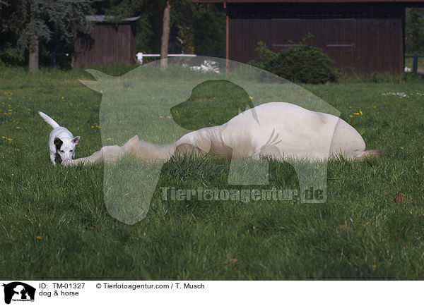 Pferd & Hund / dog & horse / TM-01327