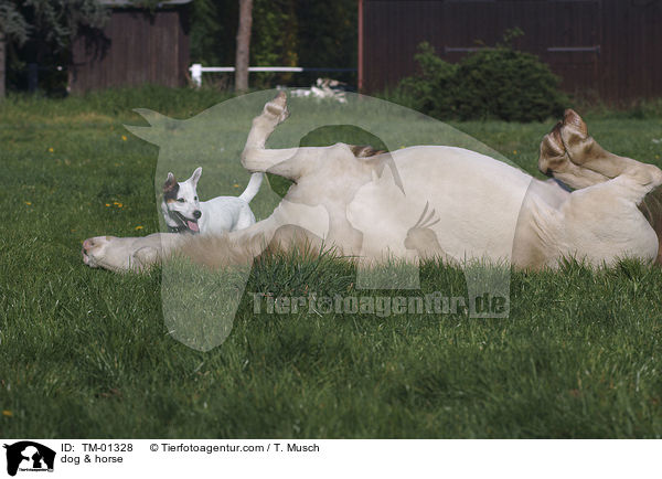Pferd & Hund / dog & horse / TM-01328