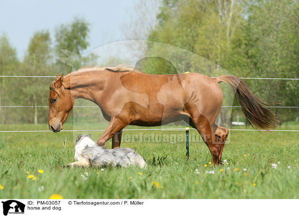 Pferd und Hund / horse and dog / PM-03057