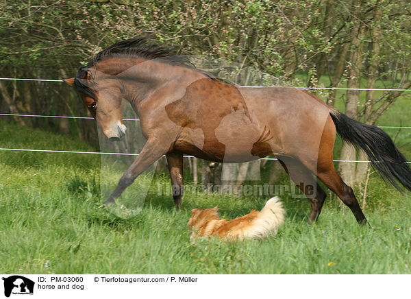 Pferd und Hund / horse and dog / PM-03060