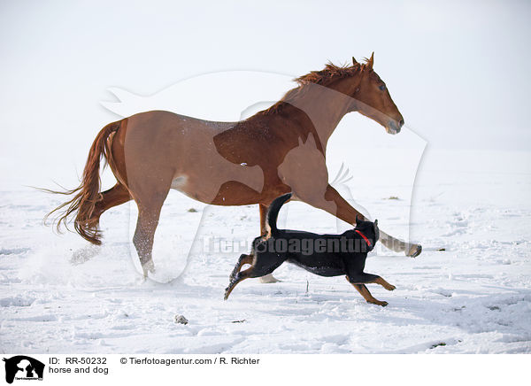 Pferd und Hund / horse and dog / RR-50232