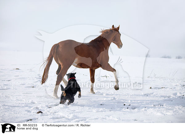 Pferd und Hund / horse and dog / RR-50233