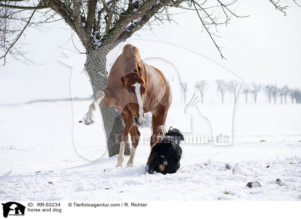 Pferd und Hund / horse and dog / RR-50234