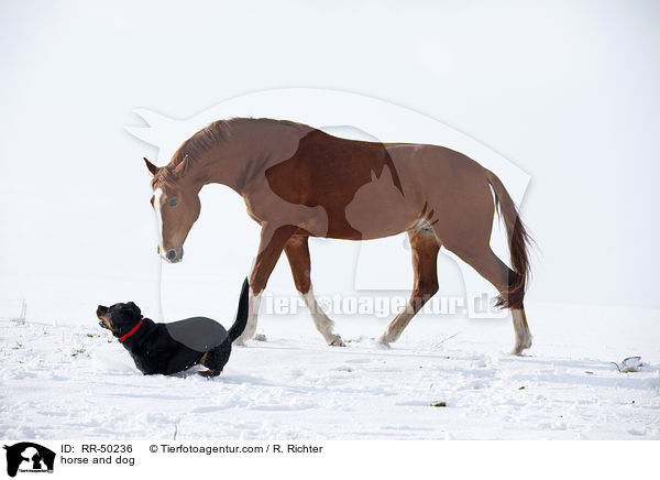 horse and dog / RR-50236