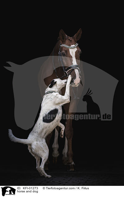 horse and dog / KFI-01273