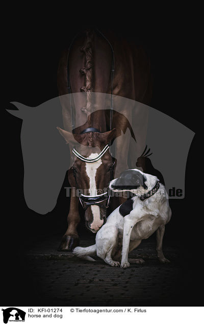 horse and dog / KFI-01274