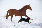 horse and dog