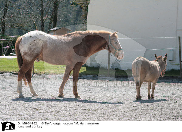 Pferd und Esel / horse and donkey / MH-01452