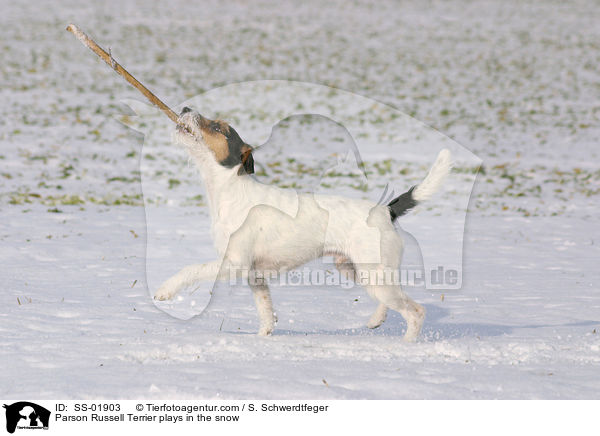 Russell Terrier spielt im Schnee / Parson Russell Terrier plays in the snow / SS-01903
