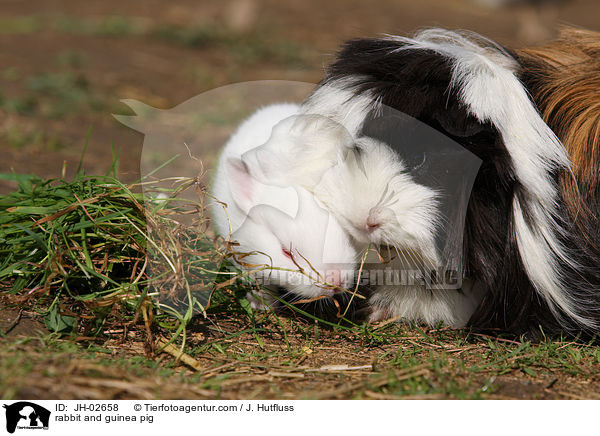 rabbit and guinea pig / JH-02658