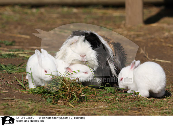 rabbit and guinea pig / JH-02659